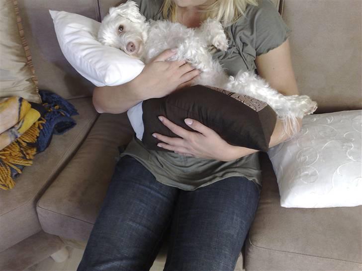 Løwchen Emma / Mille billede 16