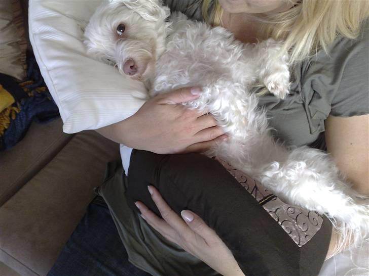 Løwchen Emma / Mille billede 17