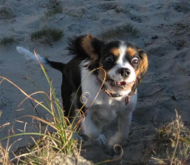 Cavalier king charles spaniel Dina - Øh.. Grimlingen Dina! billede 4