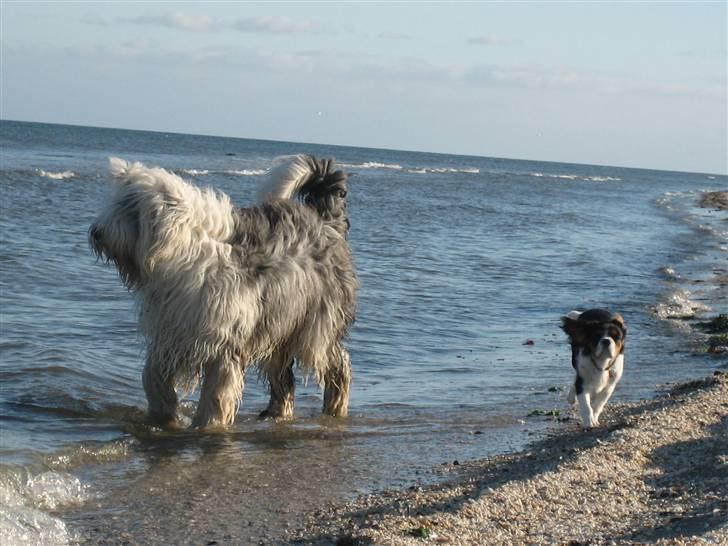 Cavalier king charles spaniel Dina billede 5