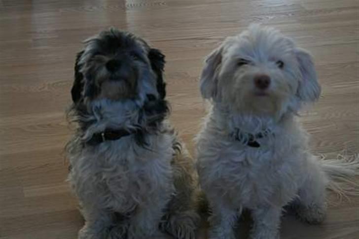 Løwchen Emma / Mille billede 18