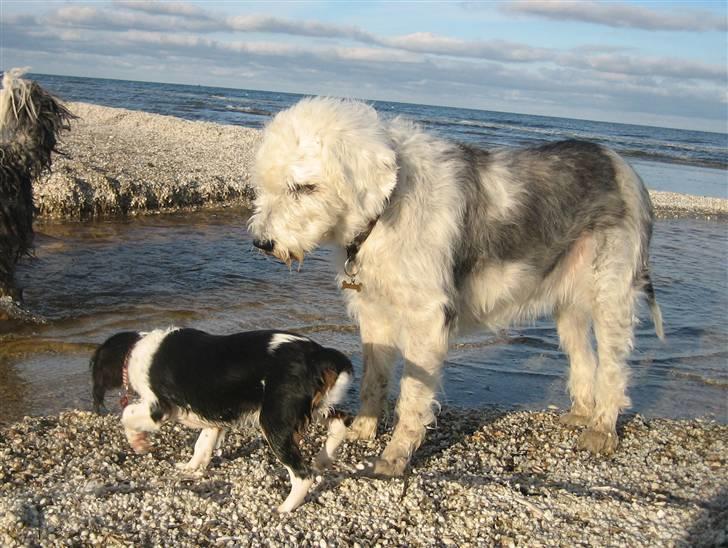 Cavalier king charles spaniel Dina billede 6