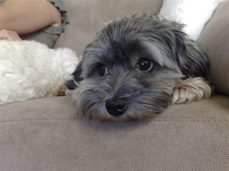 Løwchen Emma / Mille billede 19