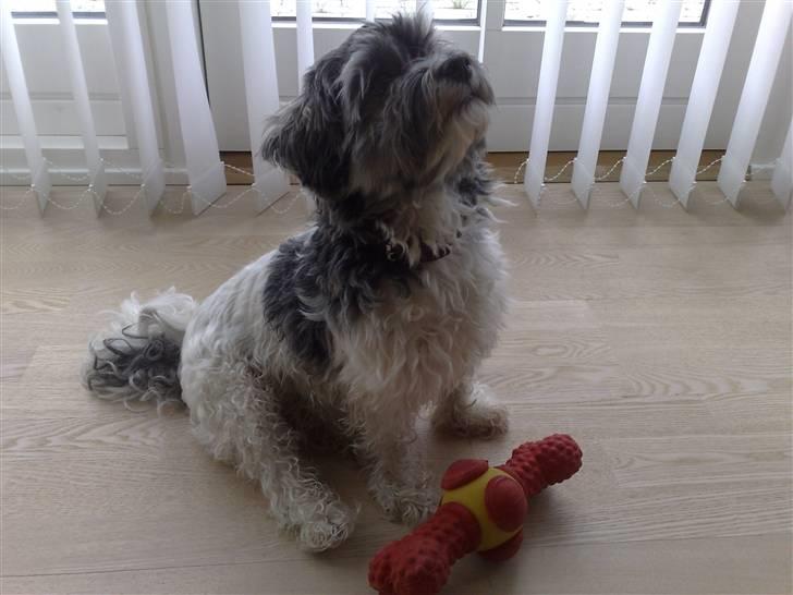 Løwchen Emma / Mille billede 20