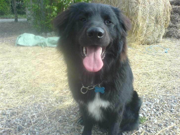 Blanding af racer Milas - Milas ude ved stalden. 2007 billede 6