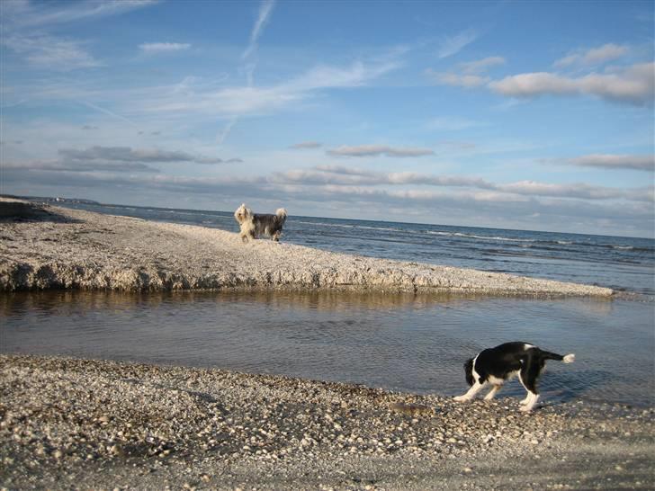 Cavalier king charles spaniel Dina billede 7