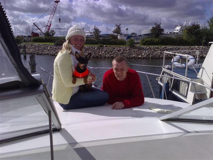 Dvaergpinscher Armani - Eeeelsker bare når jeg er med mor og far i havnen, og når vi hygger på båden ! billede 16