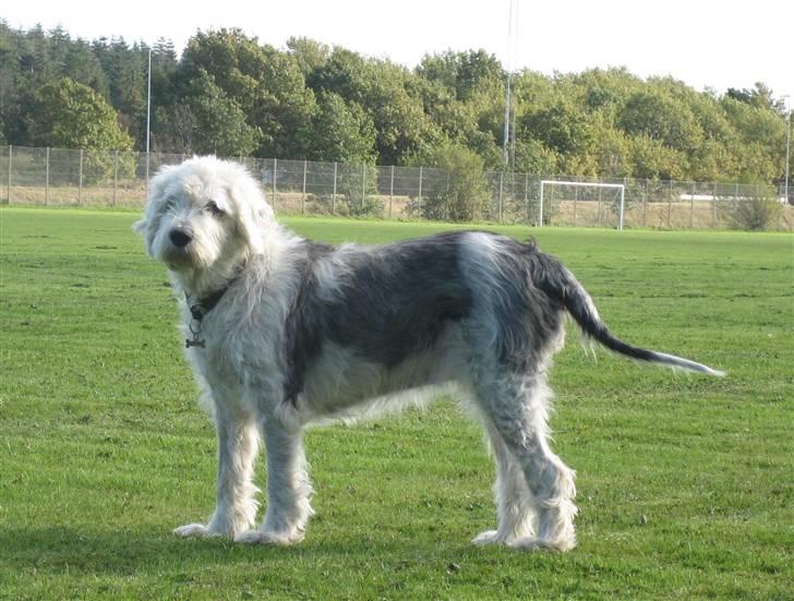 Old english sheepdog Sally *RIP* billede 7