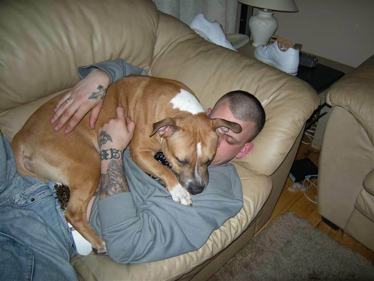 Amerikansk staffordshire terrier trunte - sammen med far, man kan lige skimte mig på fars underarm os, vis man kigger godt efter billede 3