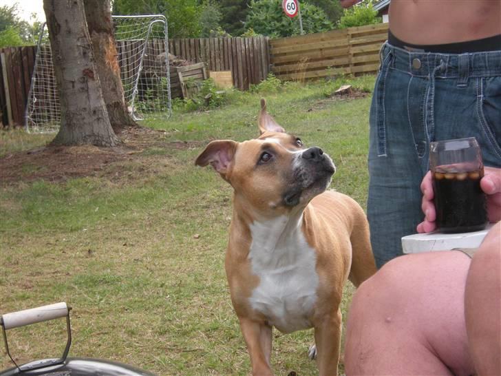 Amerikansk staffordshire terrier trunte billede 4