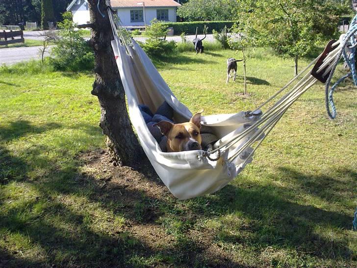 Amerikansk staffordshire terrier trunte - jeg er på ferie i sommerhuset  billede 5