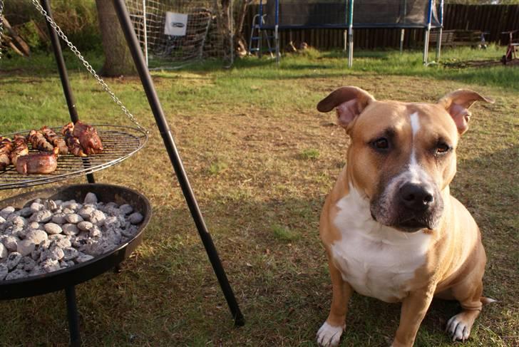 Amerikansk staffordshire terrier trunte billede 6