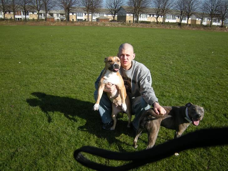 Amerikansk staffordshire terrier trunte - se hvor sød jeg ser ud billede 7