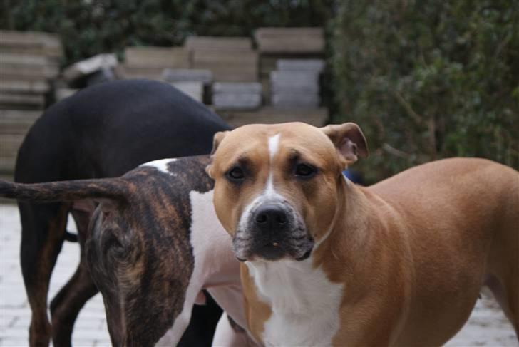 Amerikansk staffordshire terrier trunte billede 10