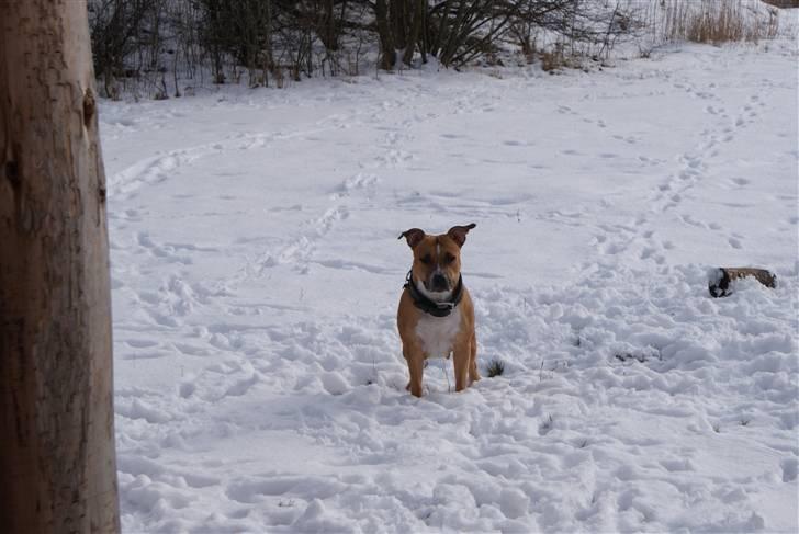 Amerikansk staffordshire terrier trunte billede 11