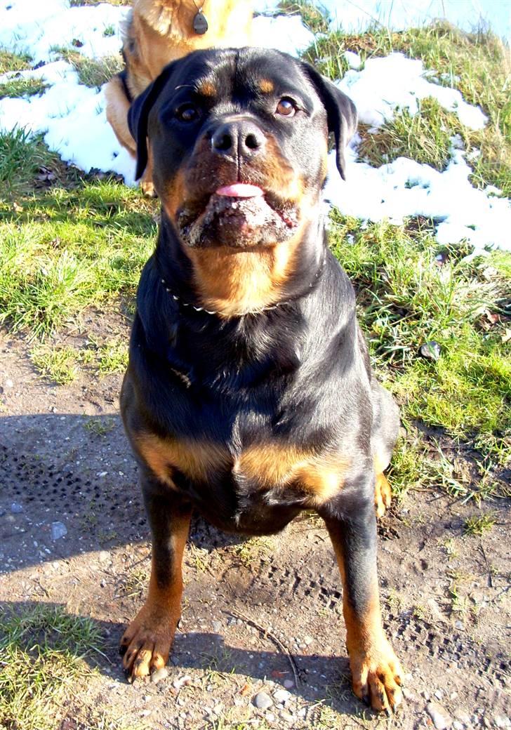 Rottweiler Tayson - *Baaahhh* Du så dum moar!!!!! billede 15