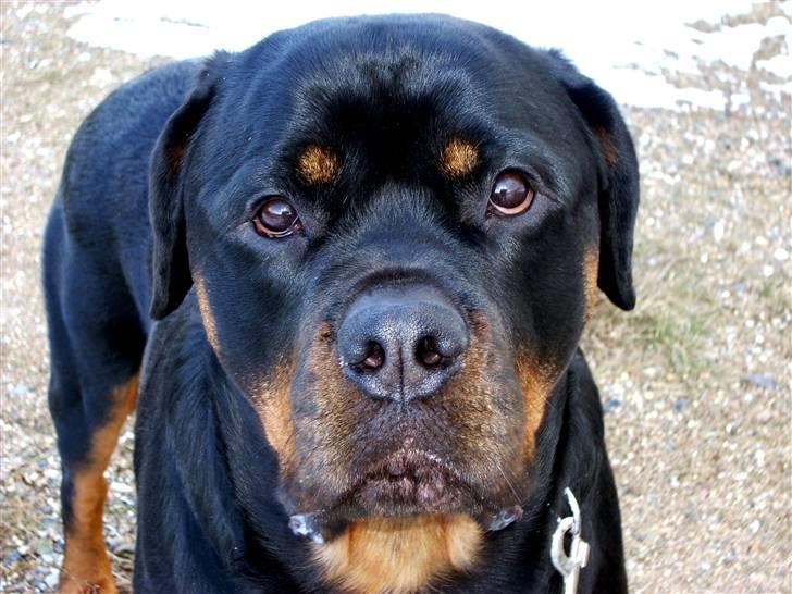 Rottweiler Tayson billede 17