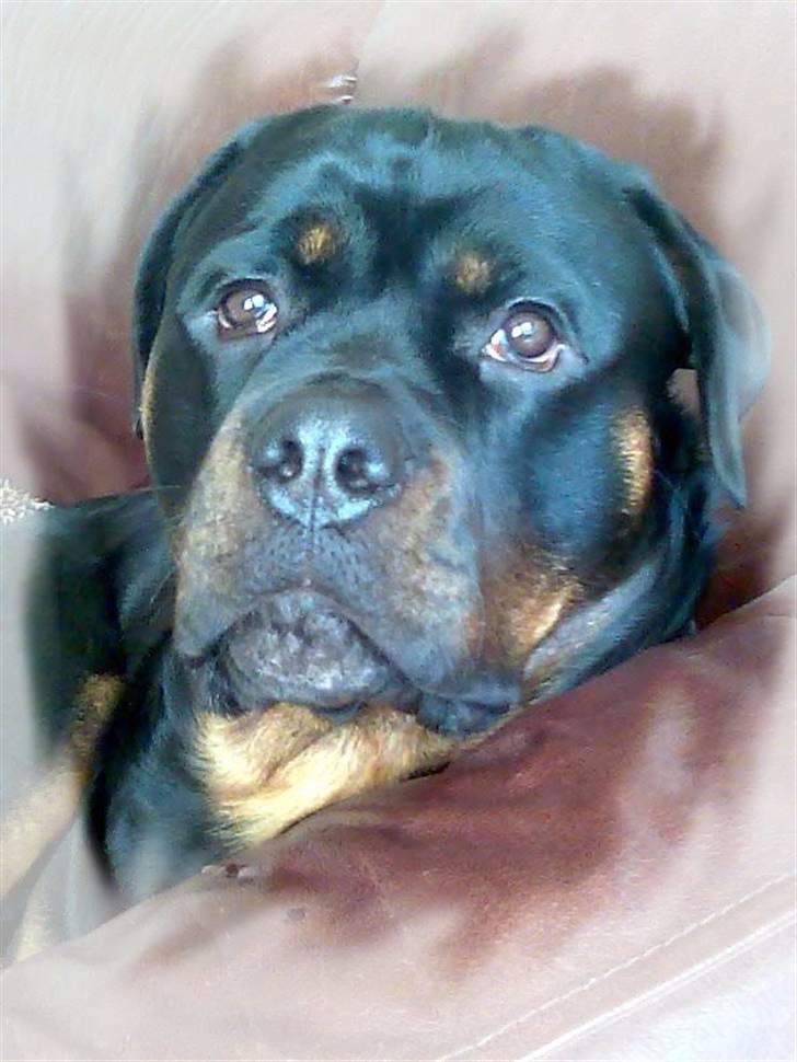 Rottweiler Tayson - Flotte Tayson billede 9