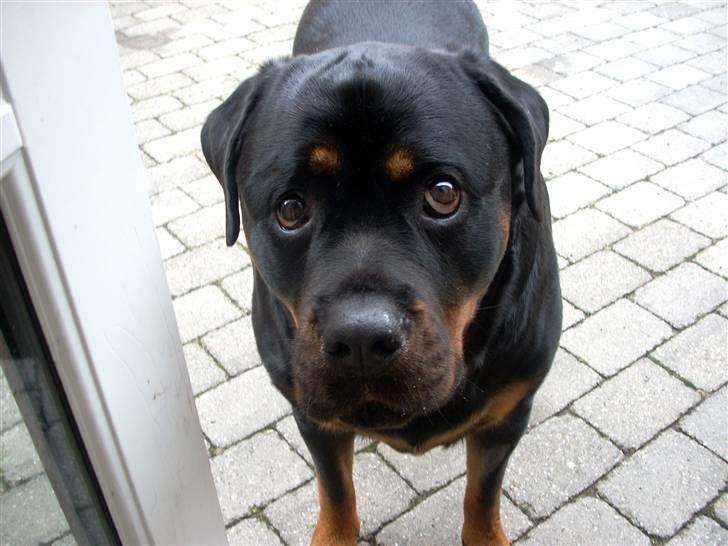 Rottweiler Tayson - Har i set mage til bedende øjne...suk:) billede 13