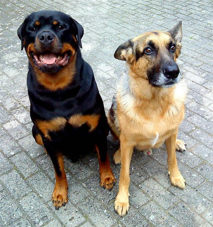 Rottweiler Tayson - HÆHÆ.... IM WITH STUPID --> -->-->--> billede 20