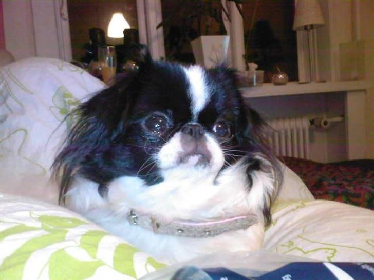 Blanding af racer Flodhesten Blutilda :) billede 10