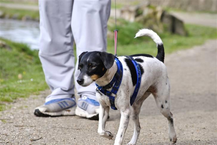 Dansk svensk gaardhund Eddie R.I.P. min dreng... - Jeg vil som tider stikke af, derfor har jeg til tider snor på. (Fotograf: Maria Diling) billede 10