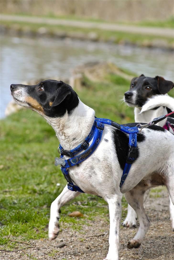 Dansk svensk gaardhund Eddie R.I.P. min dreng... - Flere guffere til mig tak... (Fotograf: Maria Diling) billede 11