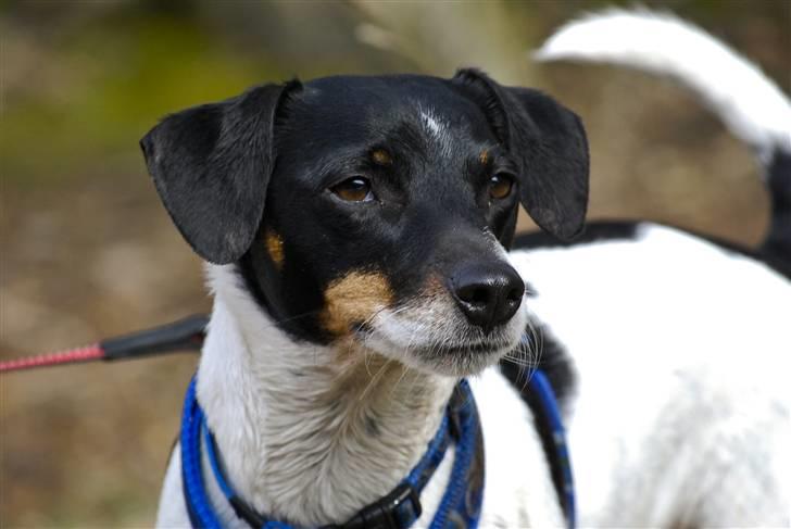 Dansk svensk gaardhund Eddie R.I.P. min dreng... - Smukke mig. (Fotograf: Maria Diling) billede 12