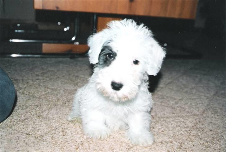 Sealyham terrier Lasse  - Er jeg ikke sød kun 10 uger gammel billede 5