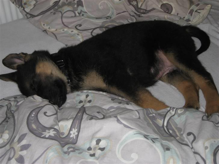 Schæferhund Cimba - 14-10 tager en lur i mor og fars seng billede 13