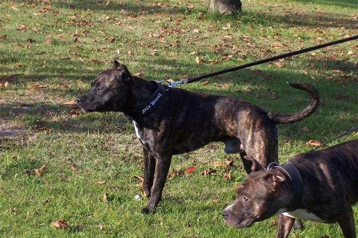 Amerikansk staffordshire terrier Sachi billede 2