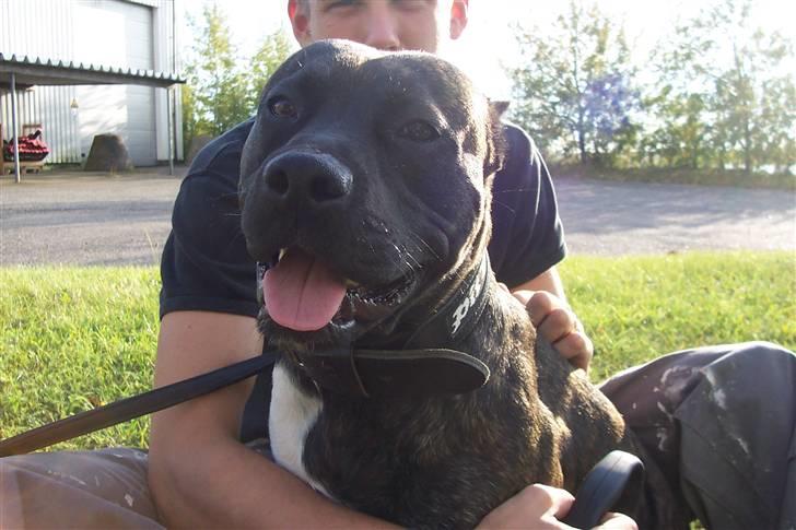 Amerikansk staffordshire terrier Sachi billede 3