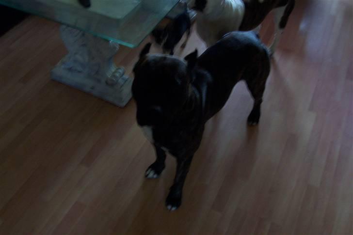 Amerikansk staffordshire terrier Sachi billede 4