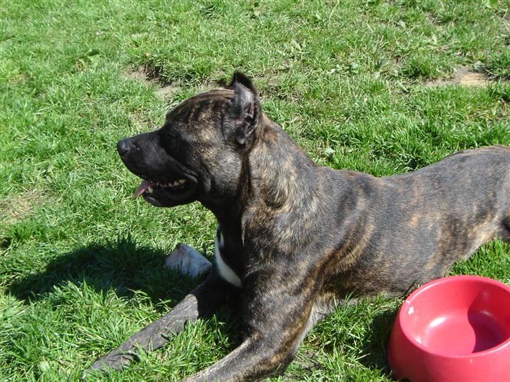 Amerikansk staffordshire terrier Sachi billede 5