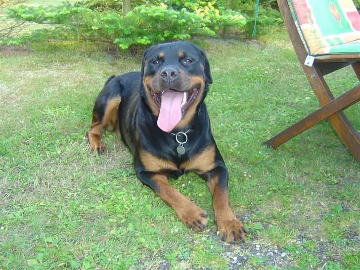 Rottweiler Cleo - Puh .. En varm sommerdag, må man gerne svede :) billede 17