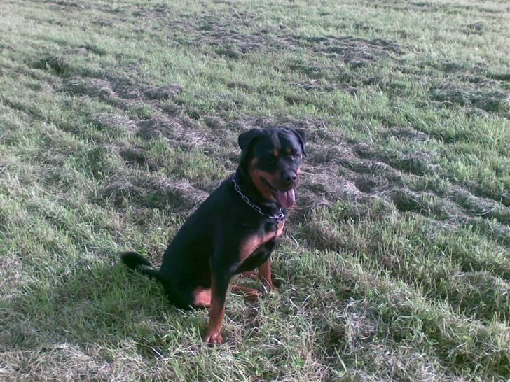 Rottweiler Cleo - er jeg ikke flot  billede 18