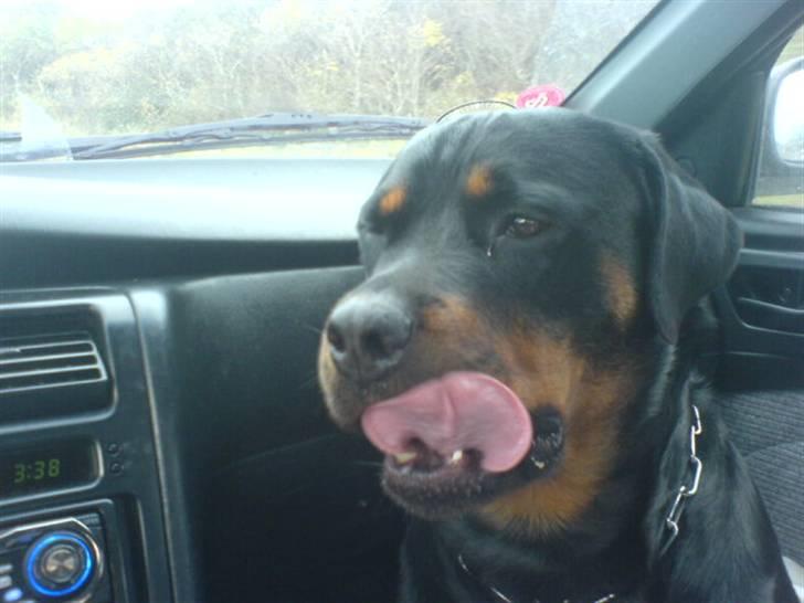 Rottweiler Cleo - Ups! Der sad vist lige lidt sovs ;b billede 19