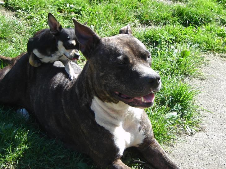 Amerikansk staffordshire terrier Gizmo billede 2