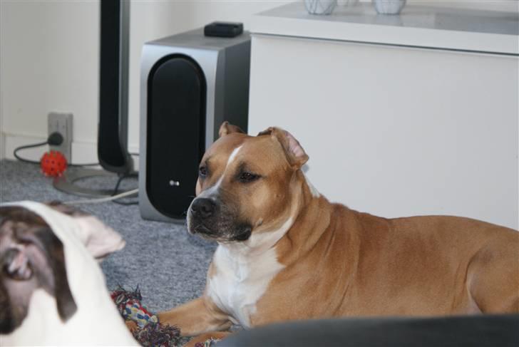 Amerikansk staffordshire terrier trunte - slapper af billede 12