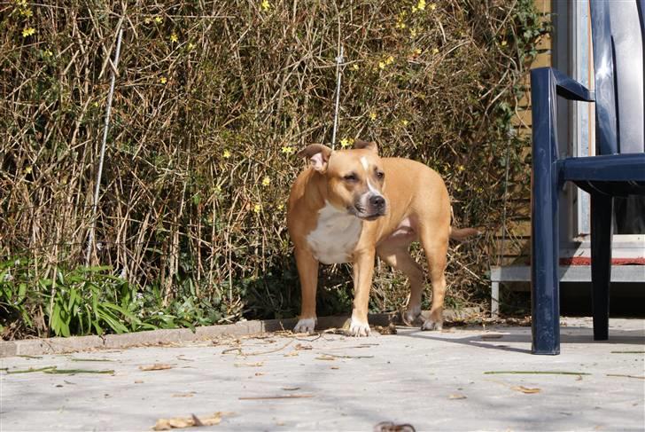 Amerikansk staffordshire terrier trunte billede 13