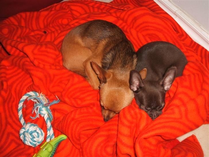 Chihuahua Zoe - Det er såå hyggeligt at putte med storebror :o) billede 3