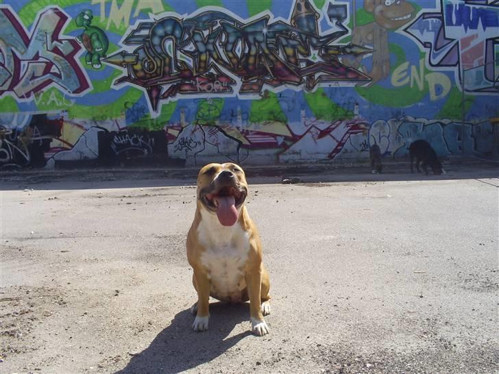 Amerikansk staffordshire terrier trunte - mig billede 14