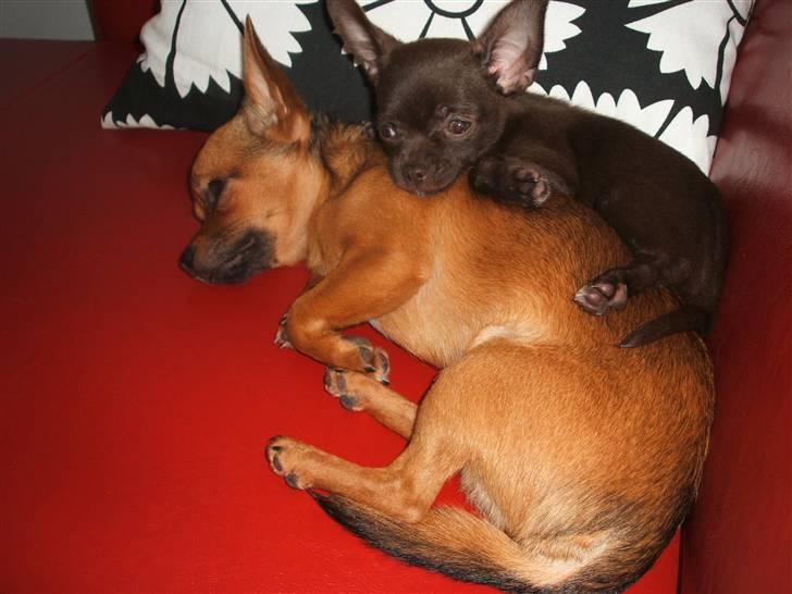 Chihuahua Zoe - Justin som Zoe´s liggeunderlag :o) billede 4