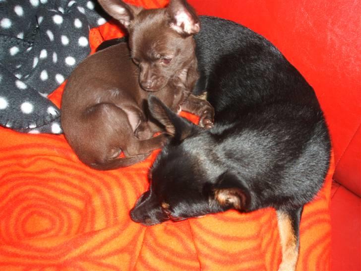 Chihuahua Zoe - Ligger lige og hygger med Kiri... billede 6