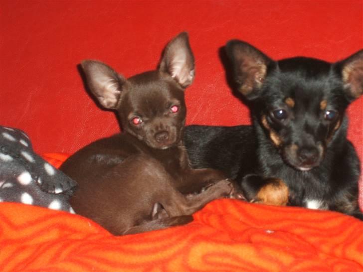 Chihuahua Zoe - Hov, er det os du tager billede af? billede 7