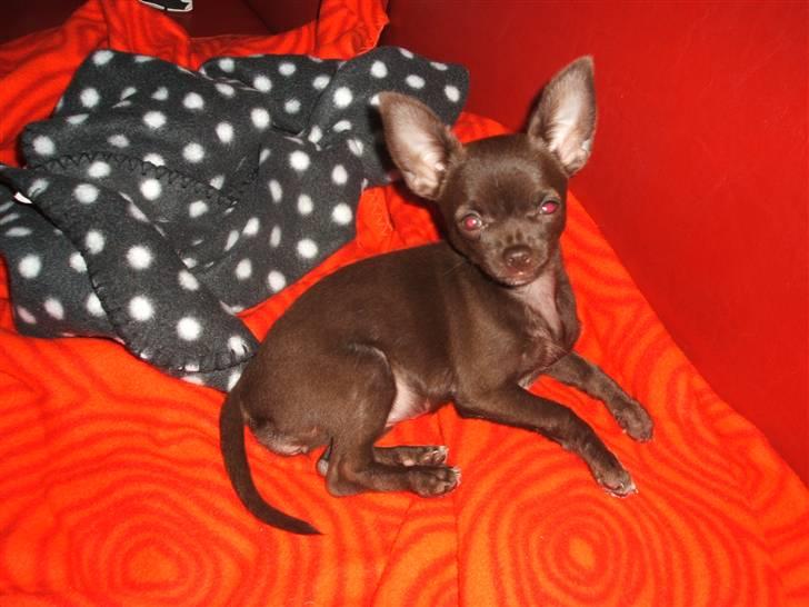 Chihuahua Zoe - Den smukke lille prinsesse... :o) billede 8