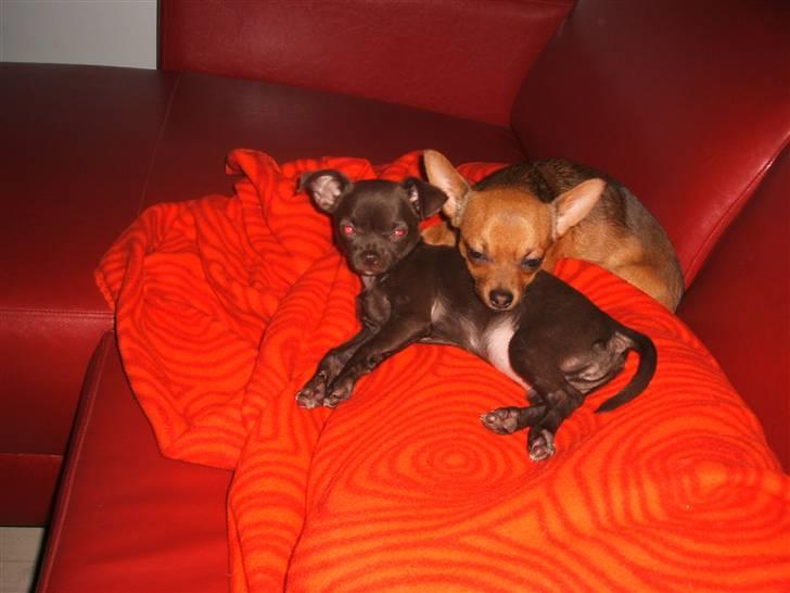 Chihuahua Zoe - En meget sød lille pige der får hængeører når hun er træt :o) billede 9