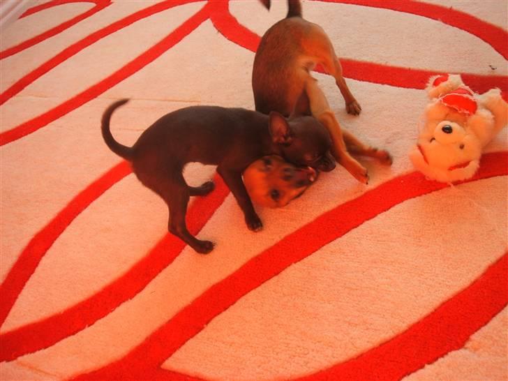 Chihuahua Zoe - jeg kan da sagtens tæve dig Justin.. hehe billede 10