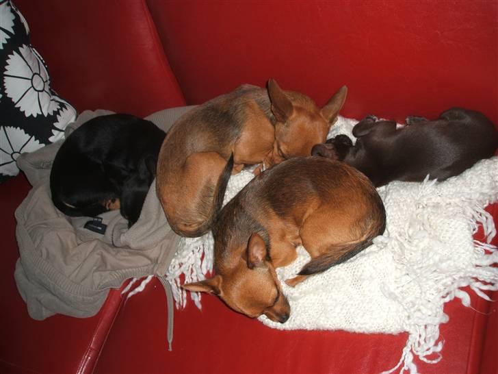 Chihuahua Zoe - Justin og Zoe (til højre) putter med Kiri og Dario... billede 11