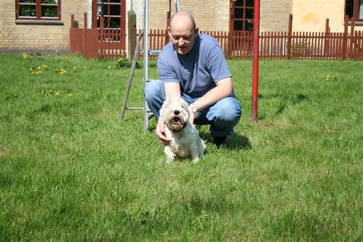 Sealyham terrier Lasse  - Jeg elsker at lege med min onkel billede 6